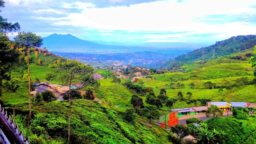Hamparan kebun teh dan pegunungan kawasan Puncak Bogor