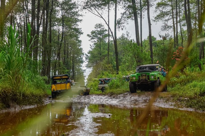 Rombongan jeep offroad melintasi jalur hutan pinus