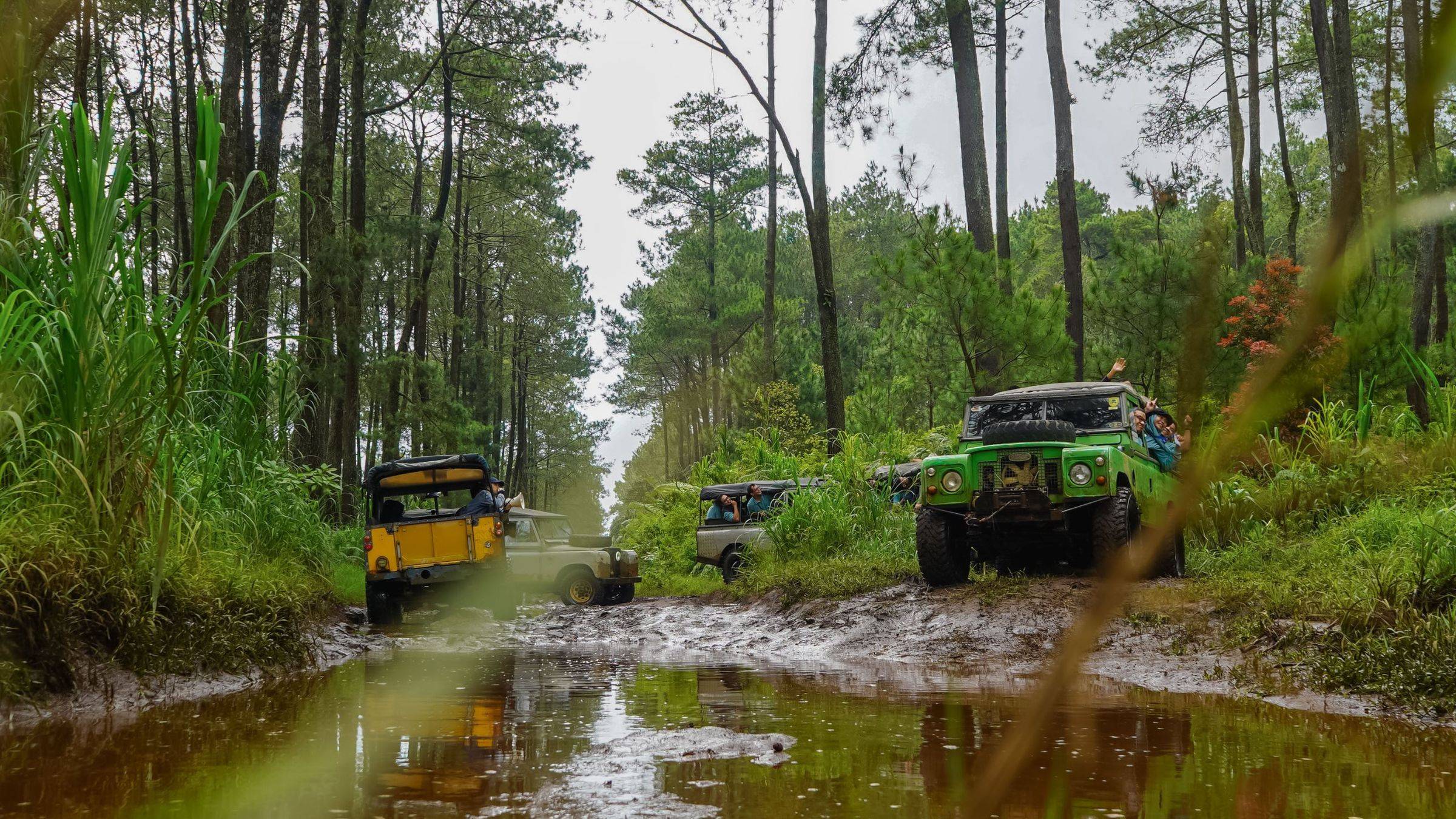 Rombongan jeep offroad melintasi jalur hutan pinus